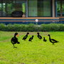 Aberto Design Set de 6 Esculturas de Patos Metálicos Negros para Jardín